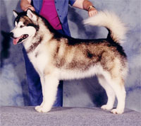 a well breed Alaskan Malamute dog